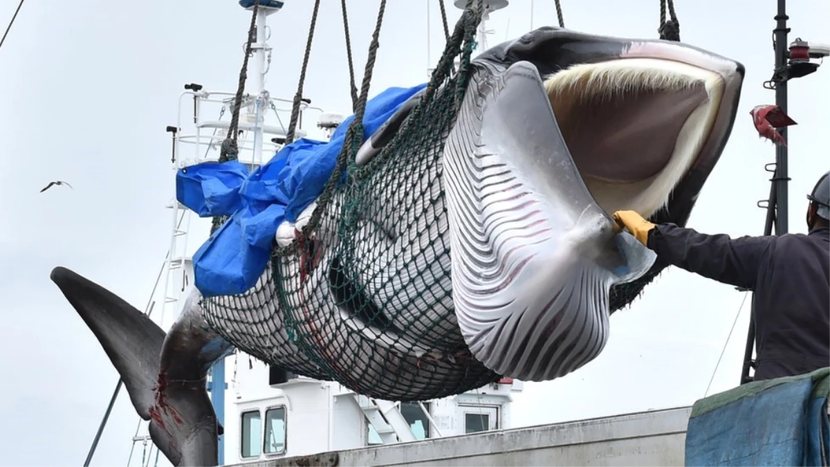 Japon balıkçılar 33 yıllık yasaktan sonra ilk balinaları avladı
