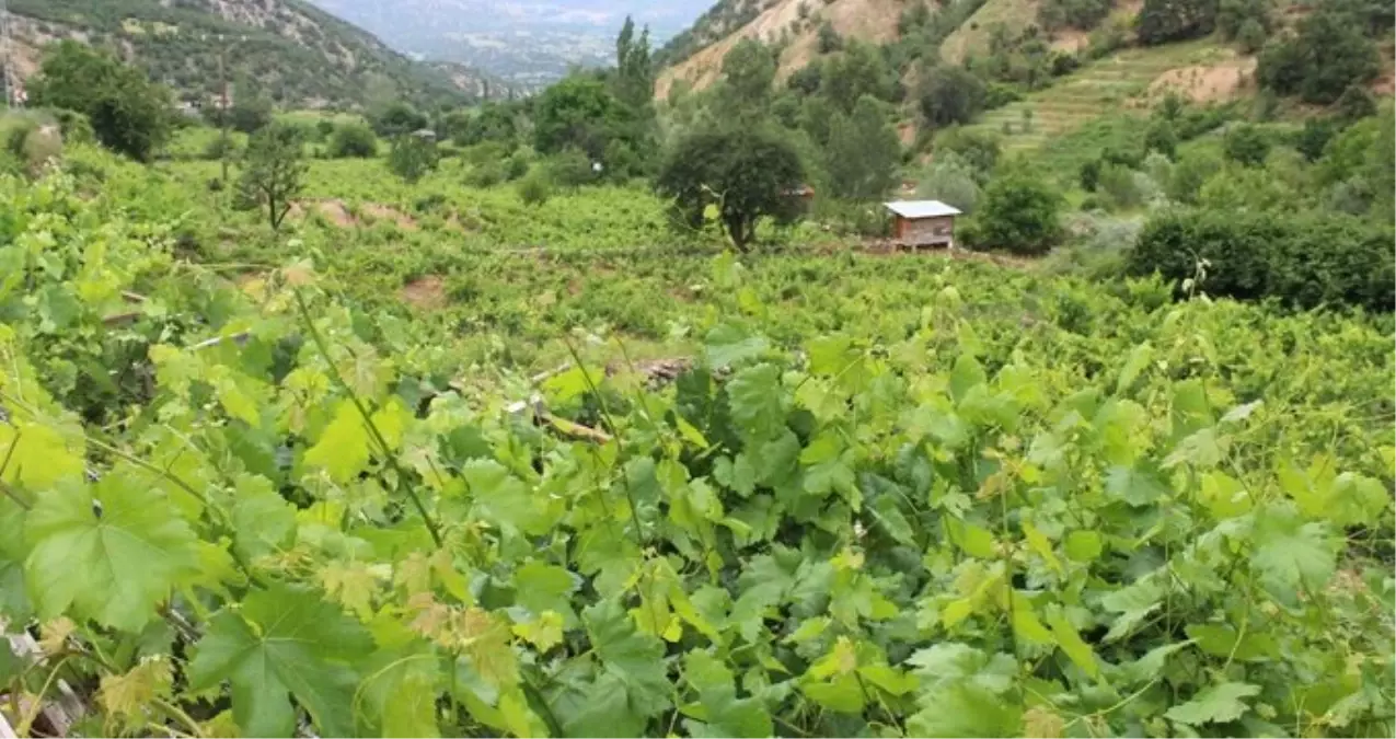 Kahta cinsi üzüm yaprağı, meyvesinin 6 katı fiyata satılıyor