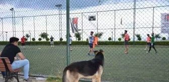 Köpeğin futbol tutkusu