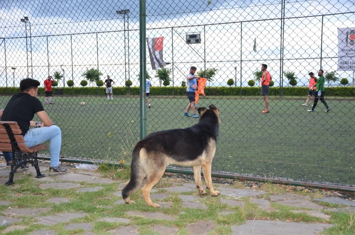 Köpeğin futbol tutkusu