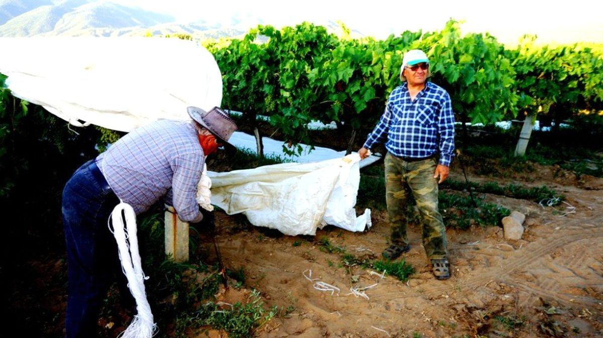 Sarıgöl\'de üzüm bağları örtünmeye başladı