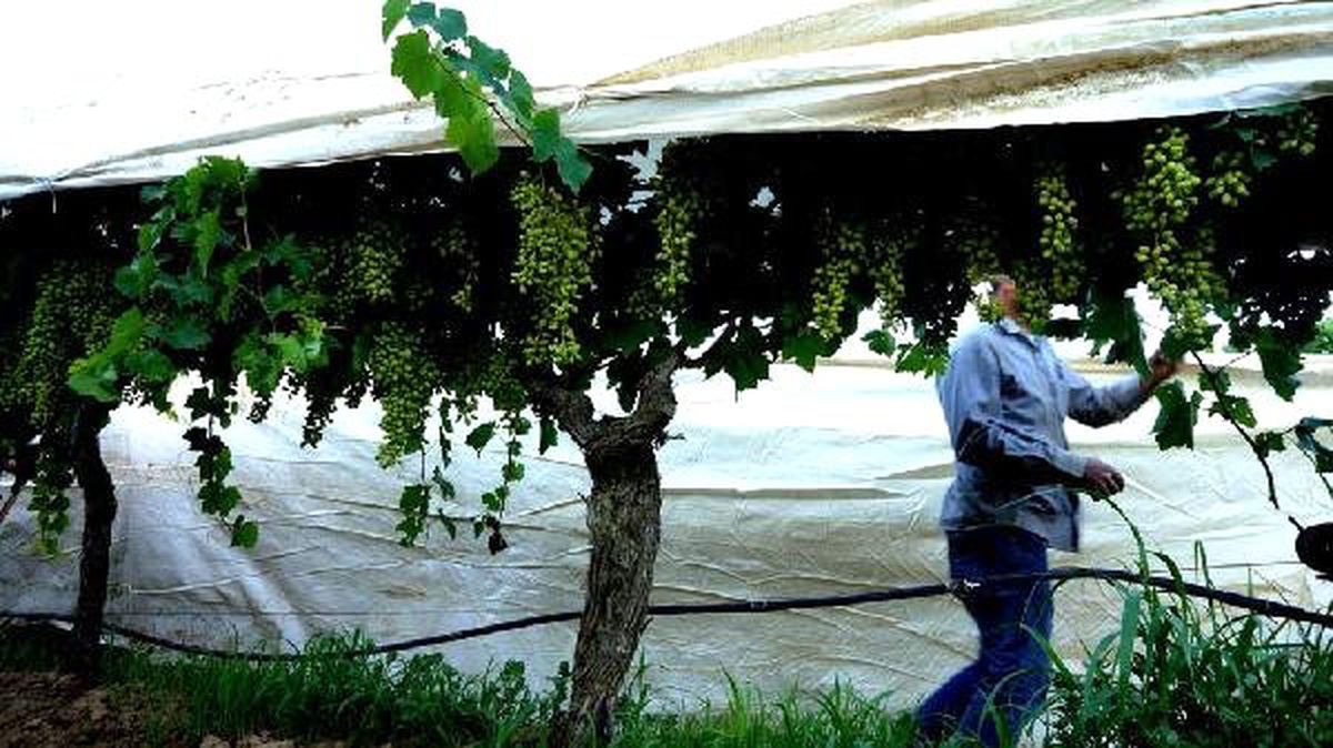 Sarıgöl\'deki üzüm bağları sıcaktan korunmak için örtüldü