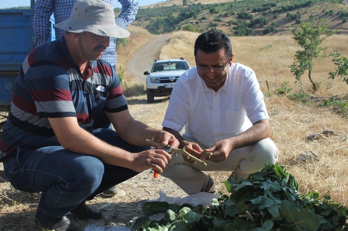 Siirt fıstığı 13 ilde yetişecek