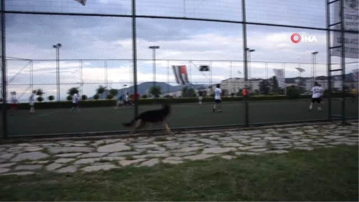 Sokak köpeğinin futbol tutkusu