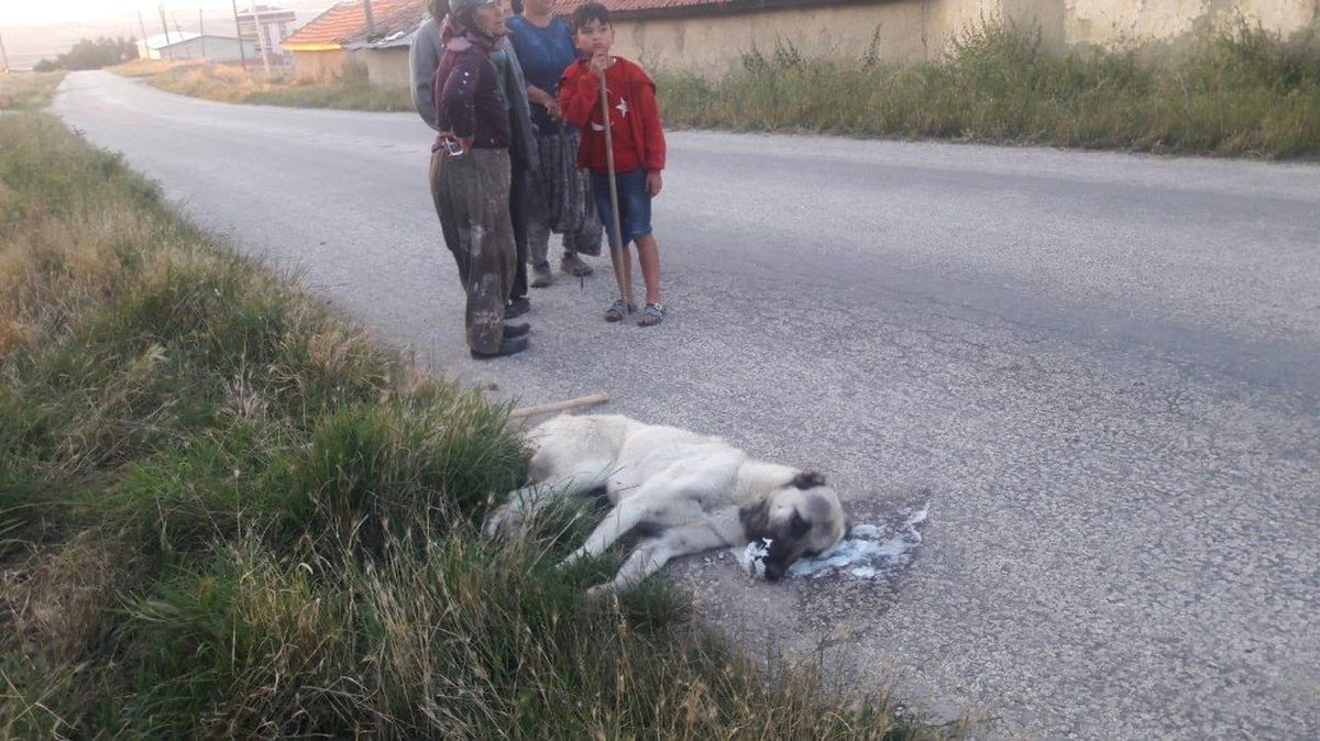 Sokak köpeklerini zehirleyerek öldürdüler