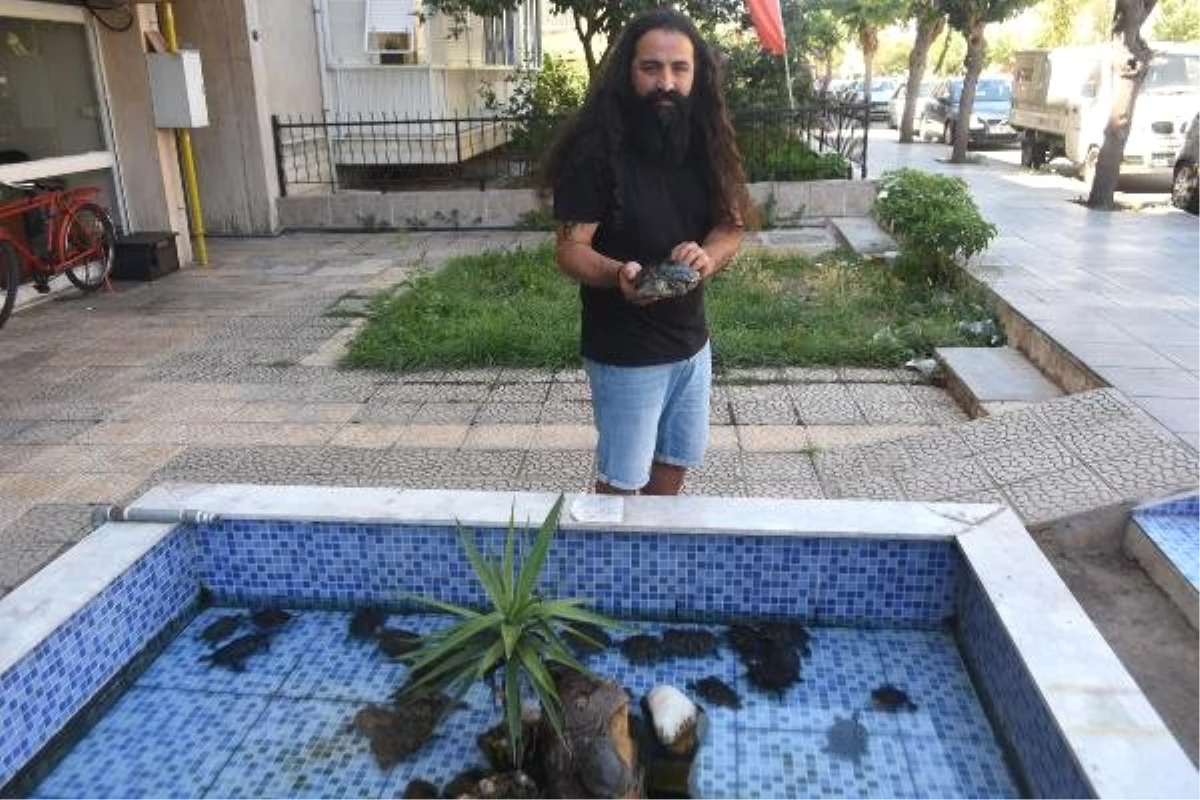 Süs havuzu bırakılan su kaplumbağaları ile doldu