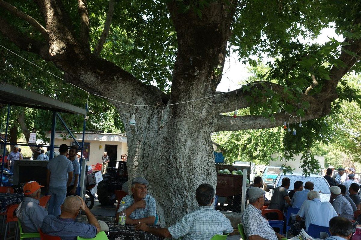 Üç asırlık çınar ağacının gölgesinde serinliyorlar