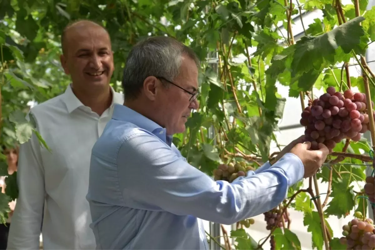 Vali Deniz, Bağcılık Araştırma Enstitüsünde incelemelerde bulundu