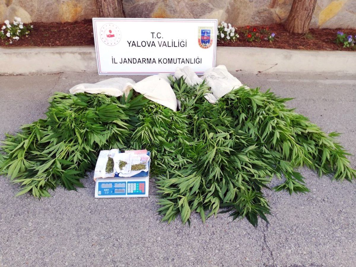Yalova\'da 600 kök Hint keneviri ele geçirildi