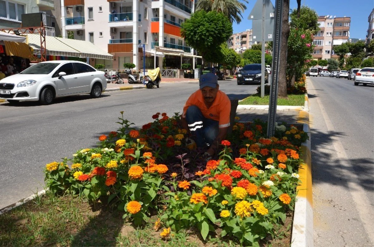 Alanya\'ya 200 bin adet yazlık çiçek