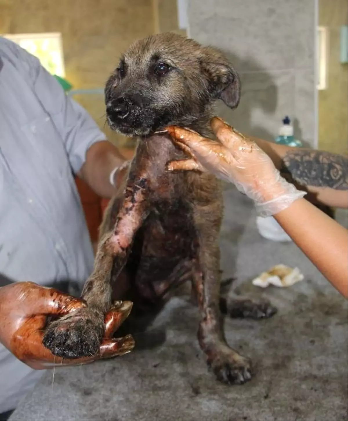 Anız yangınında asfalta yapışan yavru köpek tedavi ediliyor