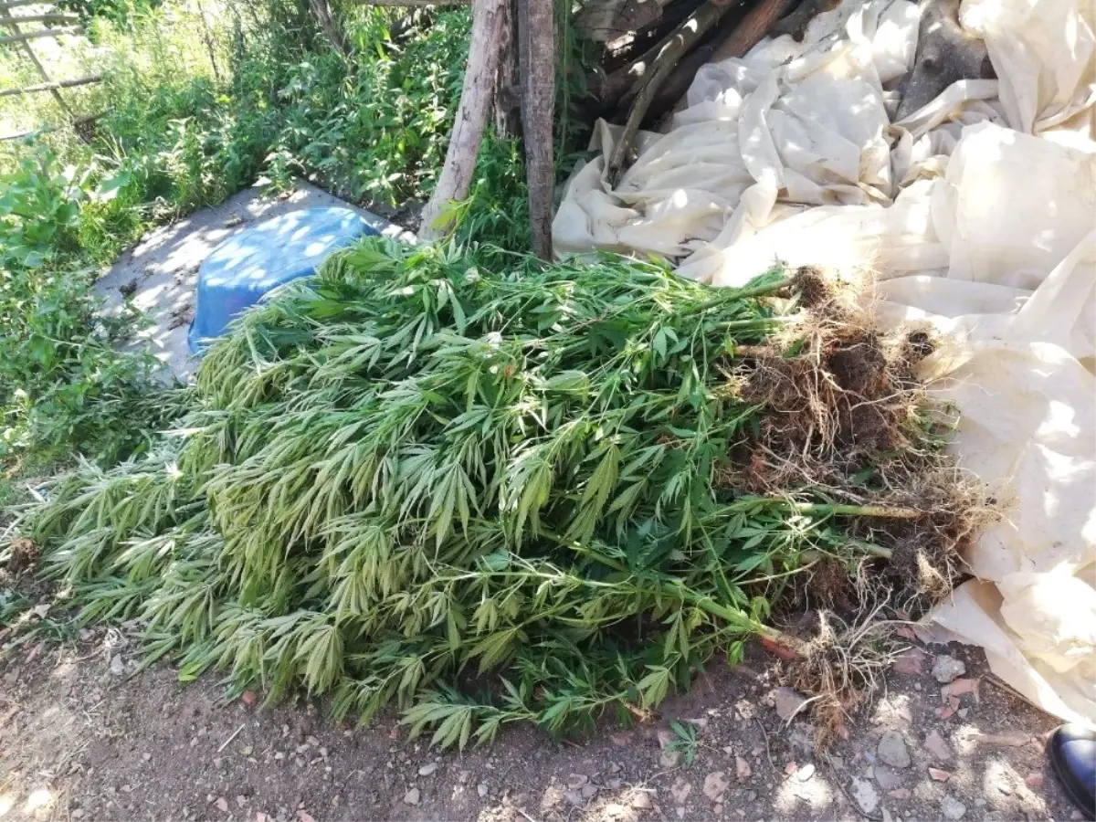 Bahçesinde 112 kök Hint keneviri ele geçirilen şahıs serbest