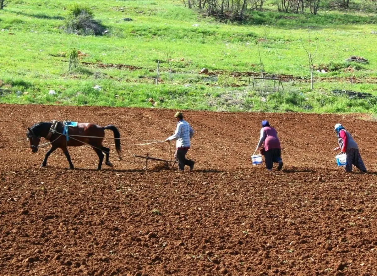 Beyşehir\'in Akçabelen Çetmi Şeker Fasulyesi coğrafi işaret aldı