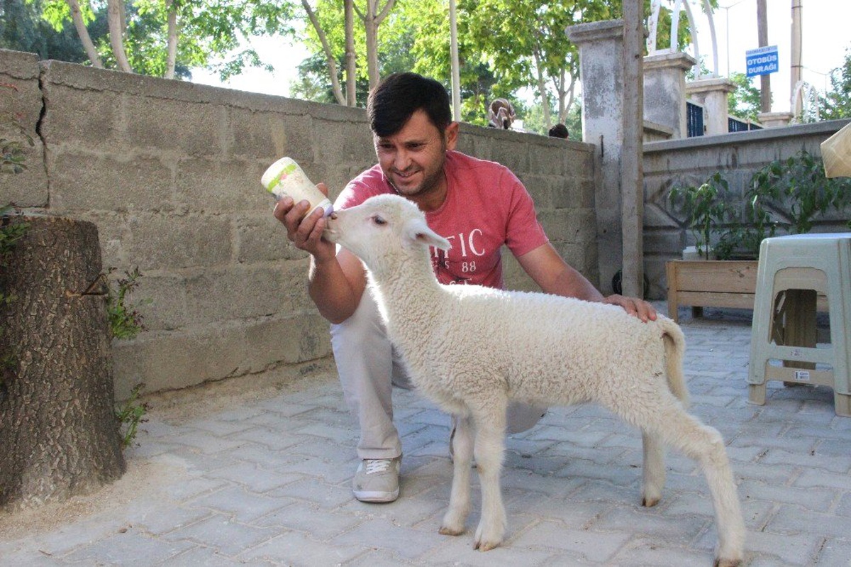 Çocuğu gibi büyüttüğü kuzusu peşinden ayrılmıyor