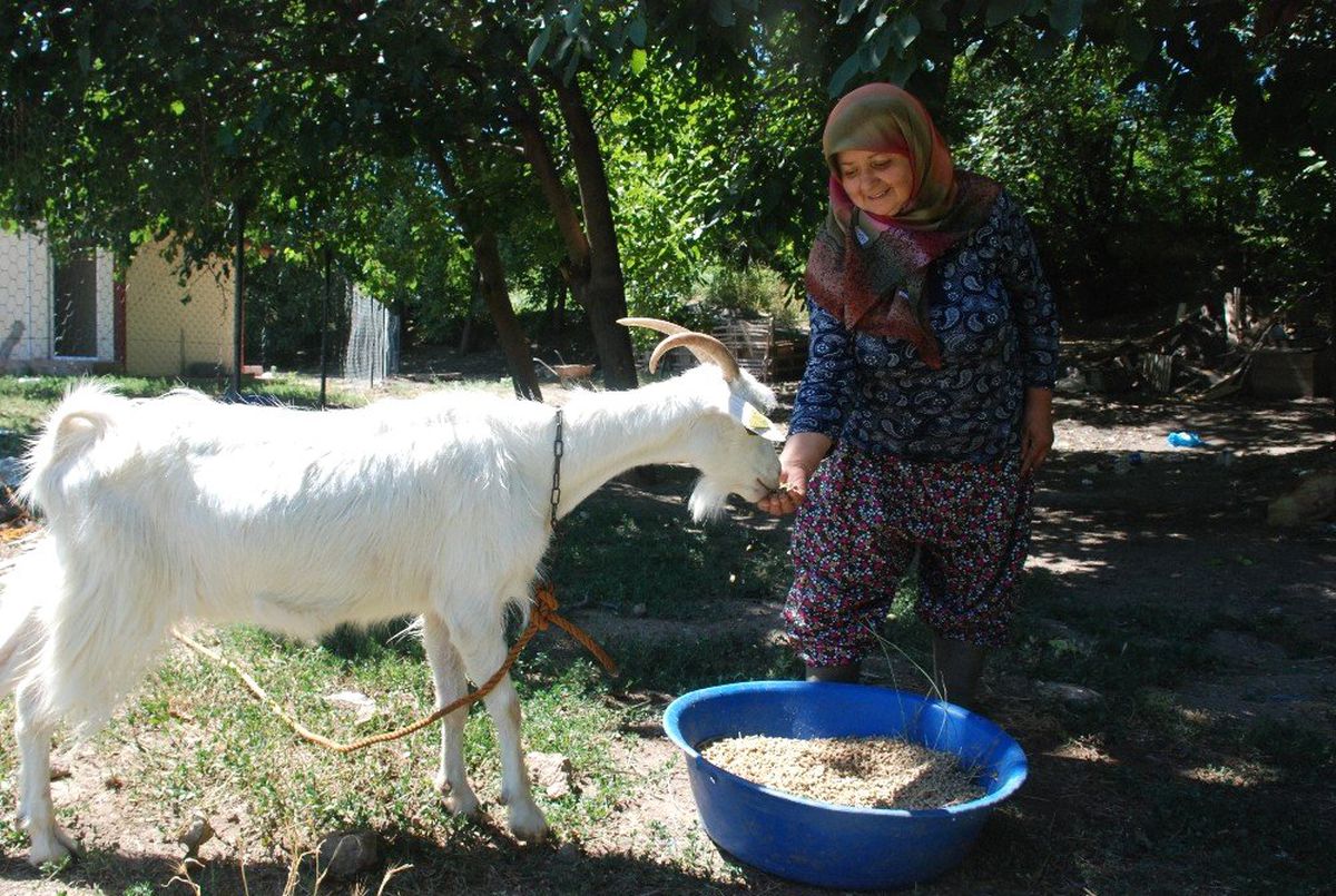 Evlendiğinde yumurta bile kıramıyordu, çiftlik kurdu