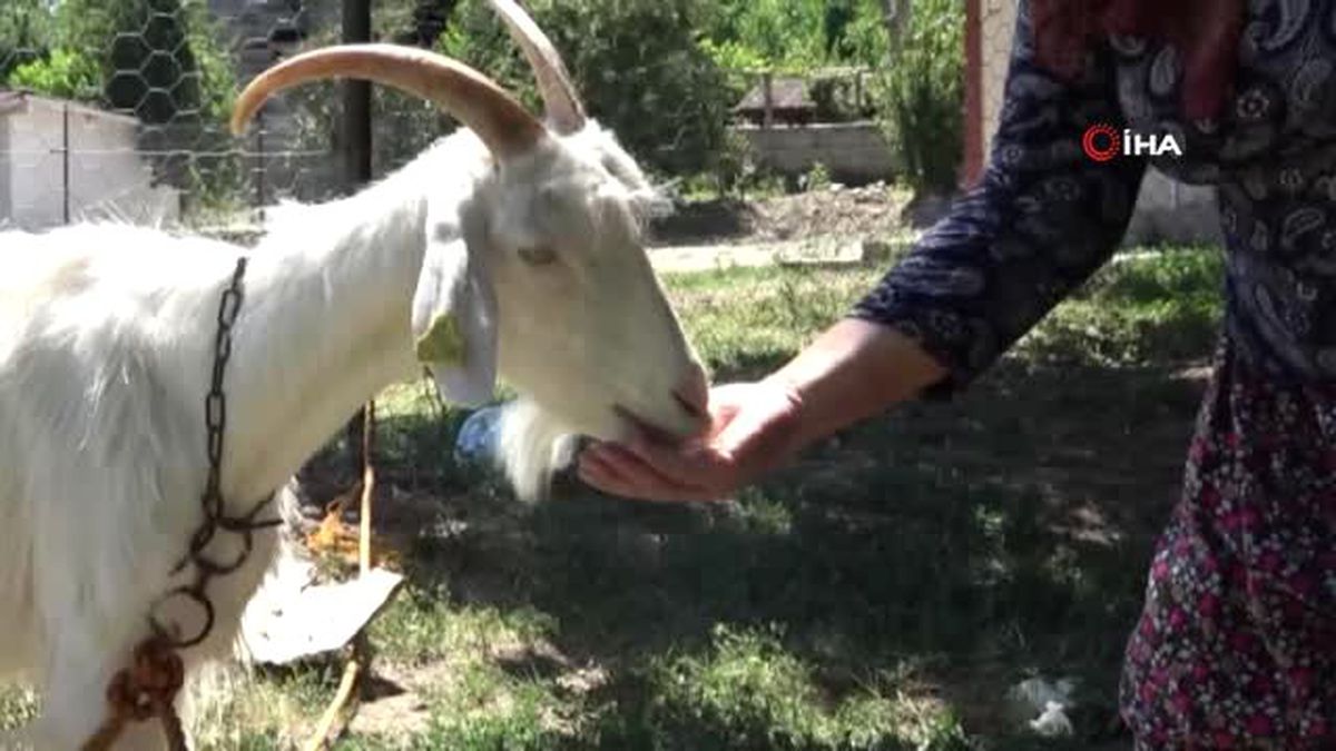 Evlendiğinde yumurta bile kıramıyordu, çiftlik kurdu