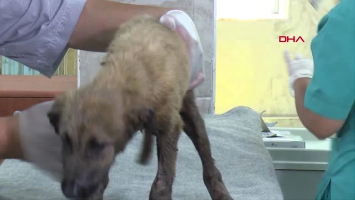 GAZİANTEP Anız yangınında asfalta yapışan yavru köpek tedavi ediliyor