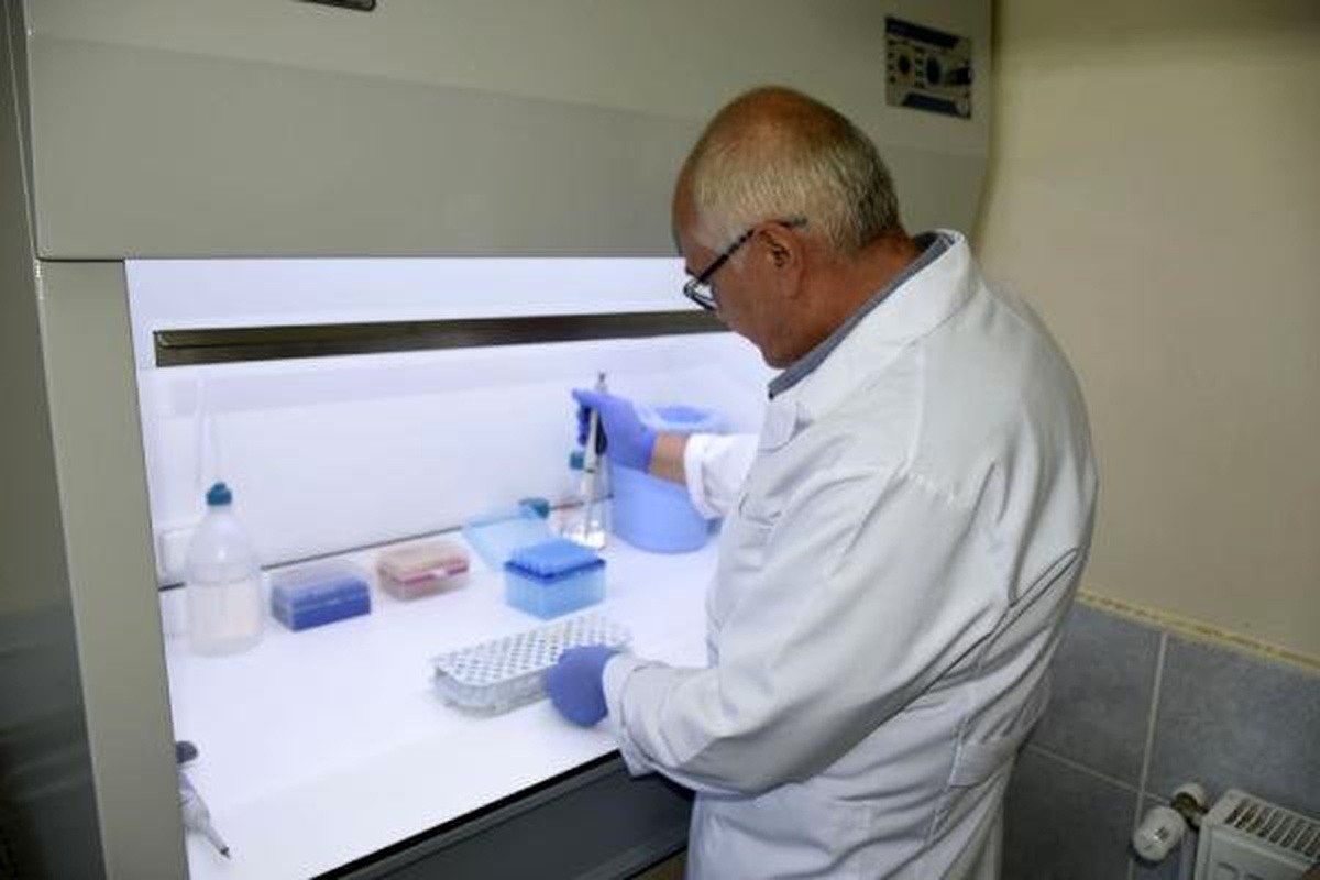 Hastalıklara karşı patatesin DNA\'sı inceleniyor
