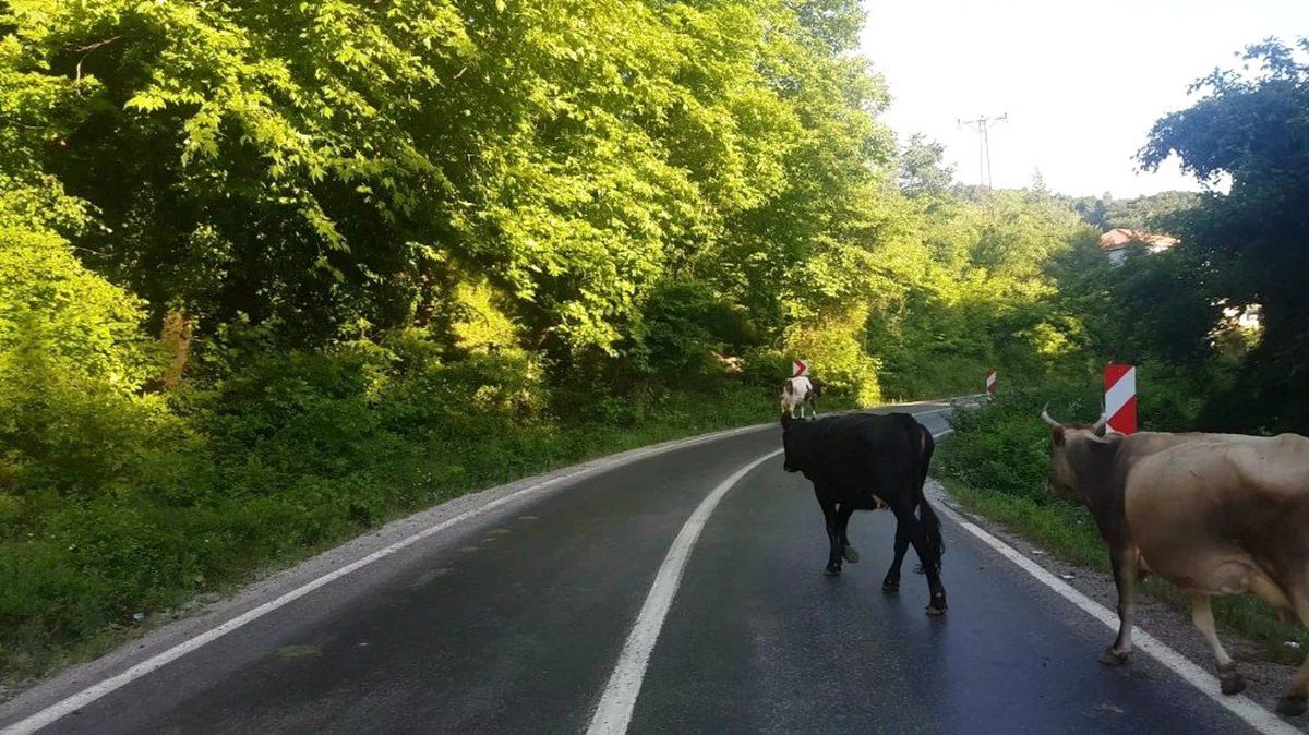 Karayolunda başıboş hayvanlar trafiği tehlikeye düşürüyor
