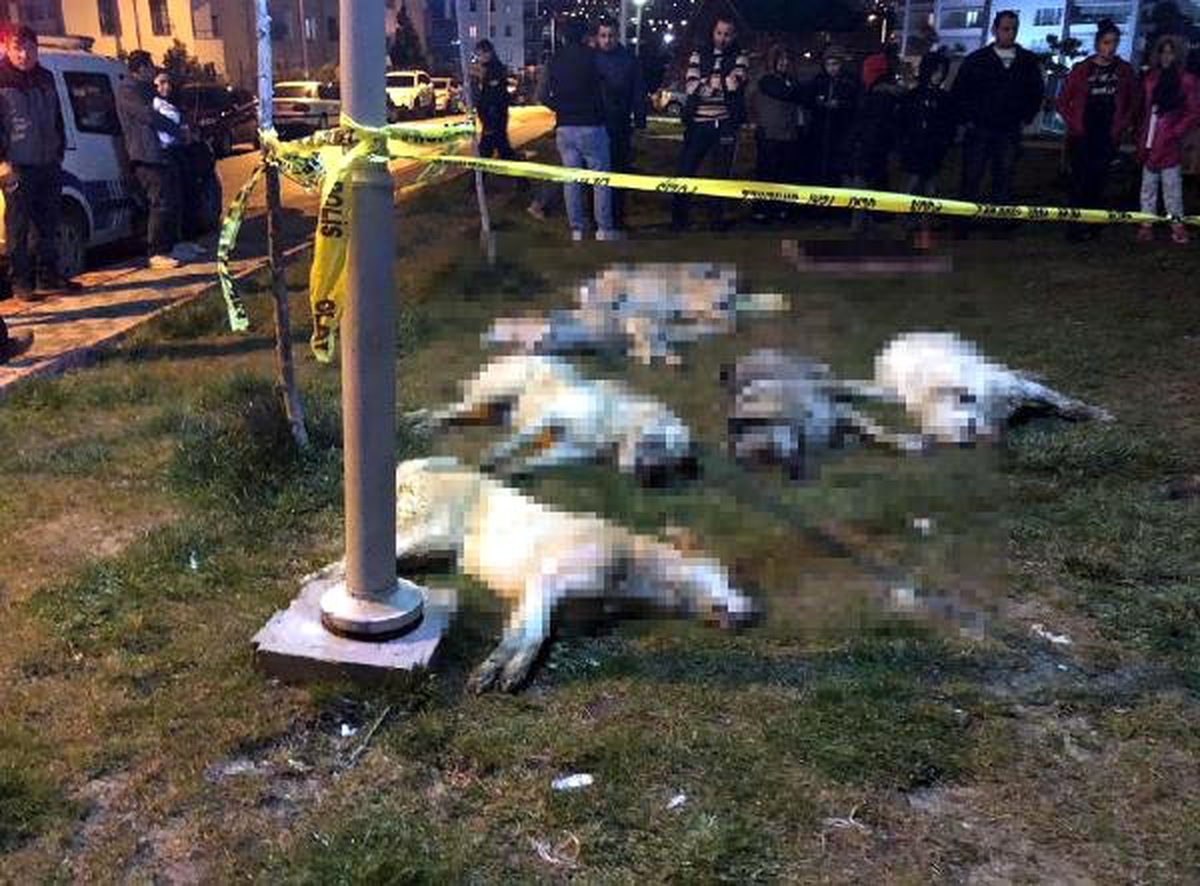 Köpekleri zehirleyen sanıklar, ağır cezada yargılanacak