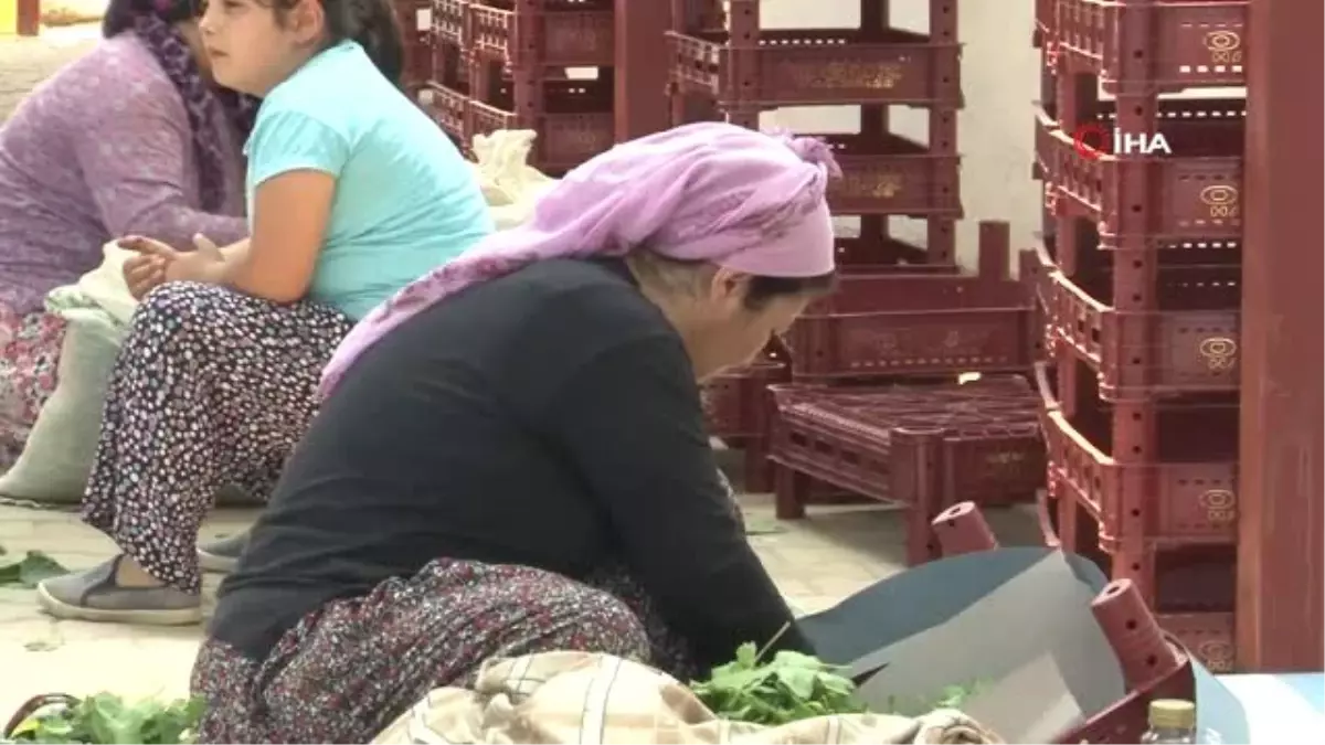 Manisalı kadınların yüzü asma yapraklarıyla gülüyor