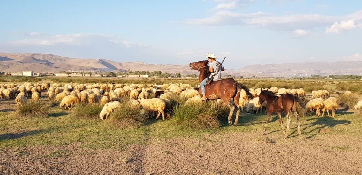 (Özel) Orta Asya\'nın bozkırları değil, Erciyes Dağı\'nın etekleri
