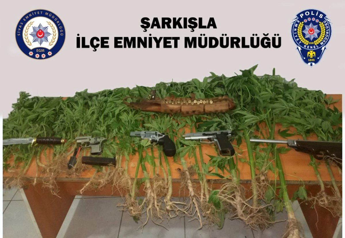 Şarkışla\'da 59 kök Hint keneviri ele geçirildi