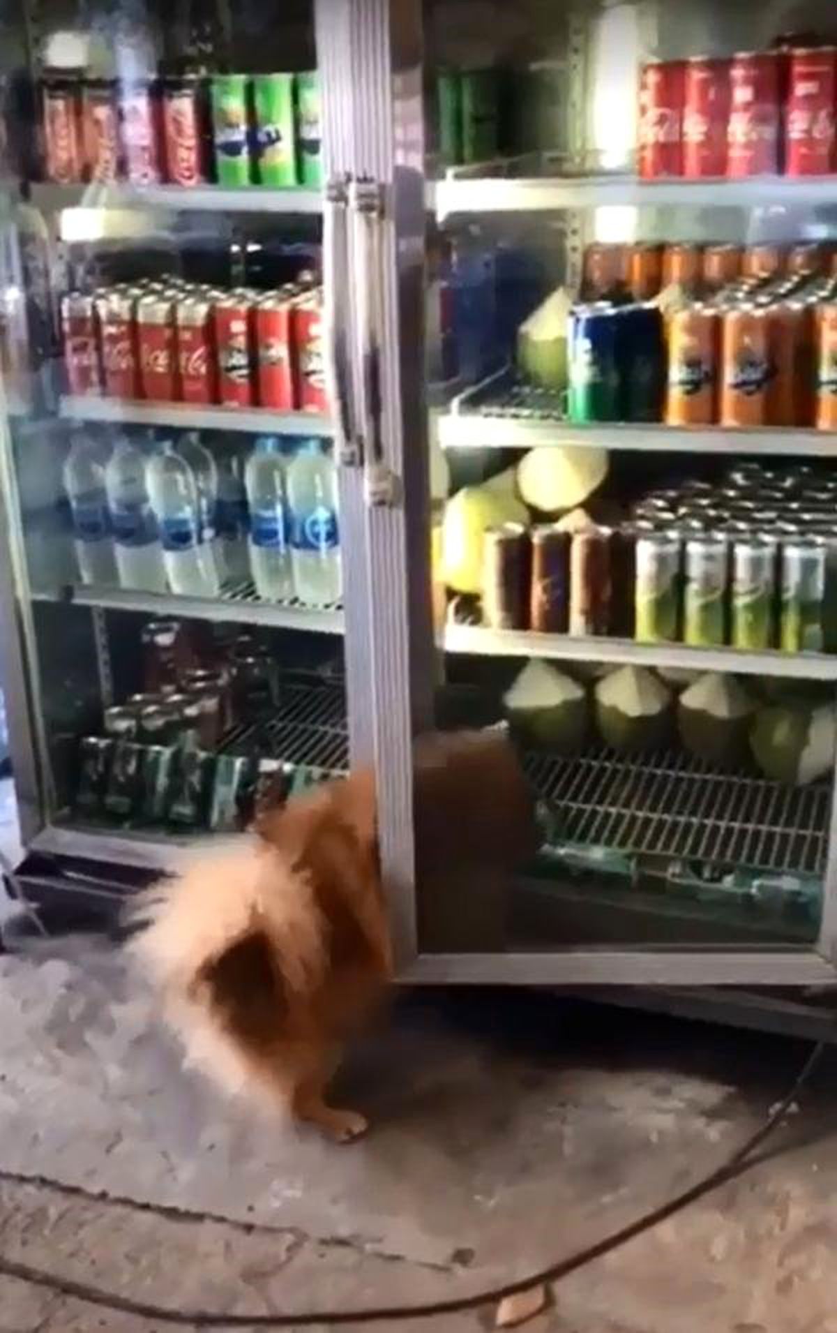Sıcaktan bunalan köpek içecek dolabına girdi