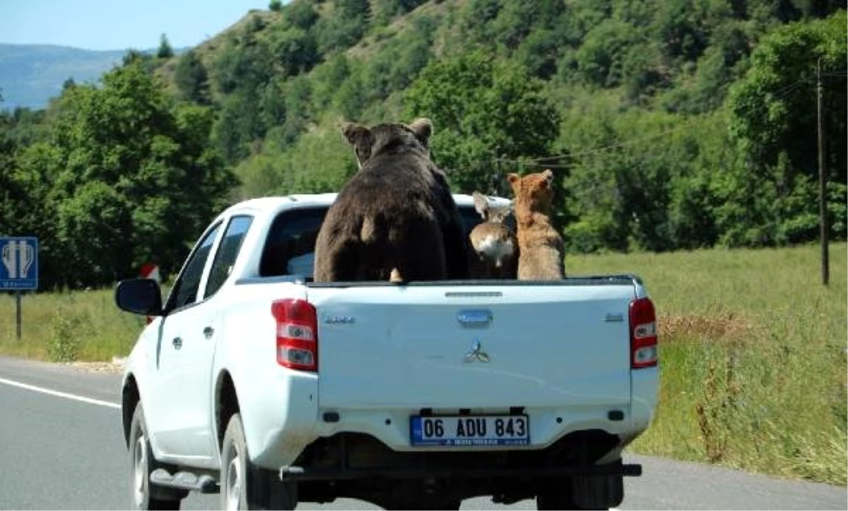 Tahnitli hayvanları kamyonette gören vatandaşlar gerçek sandı!