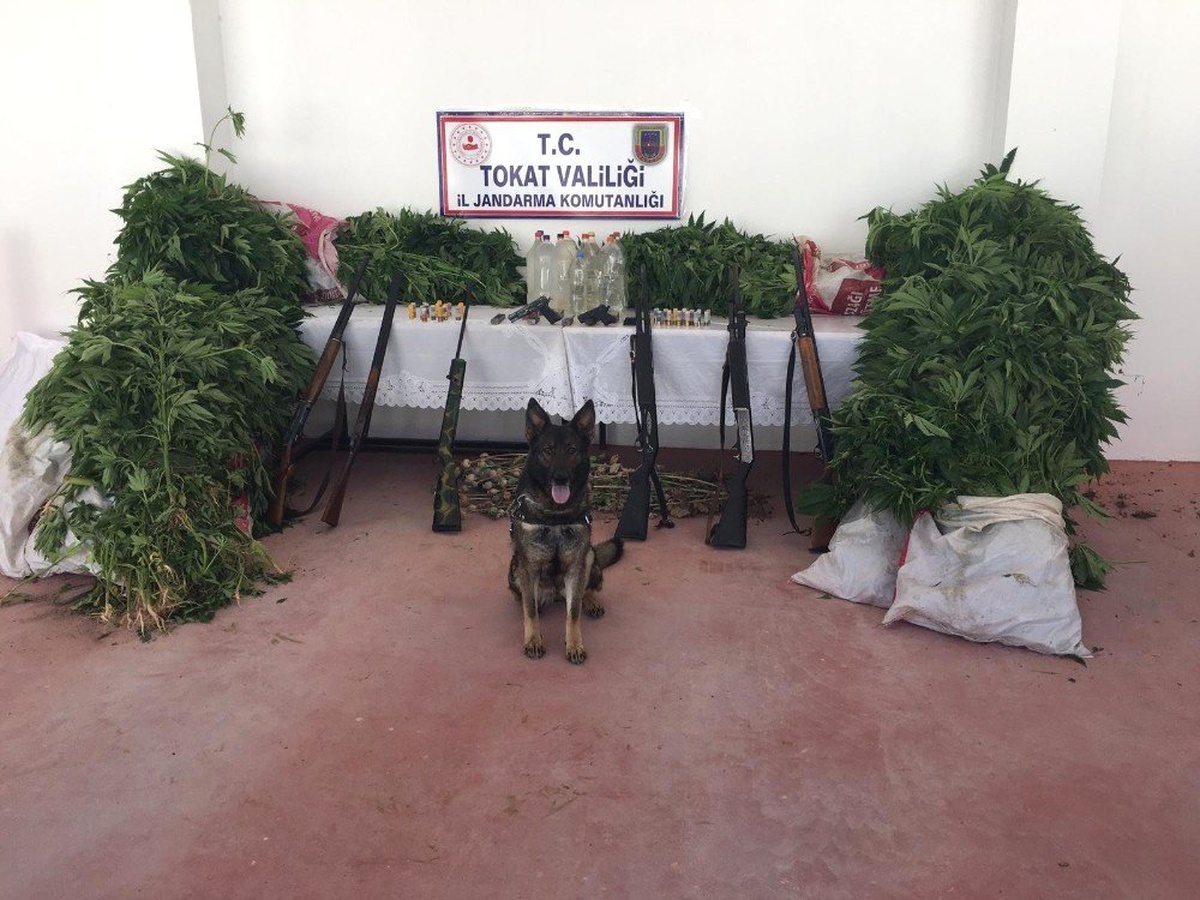 Tokat\'ta mısır tarlasında kenevir operasyonu