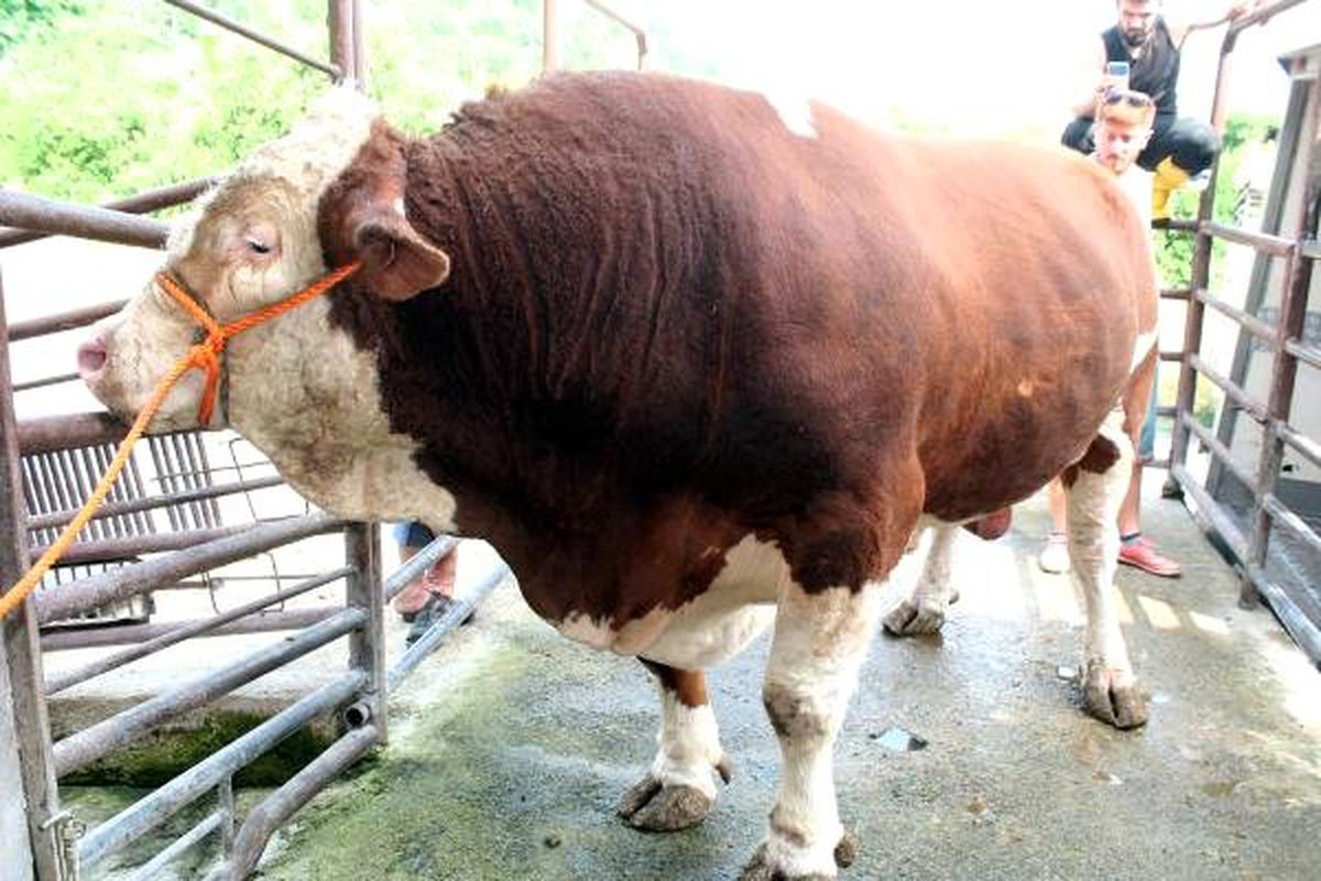 1,7 ton ağırlığındaki \'Soro\' kesildi