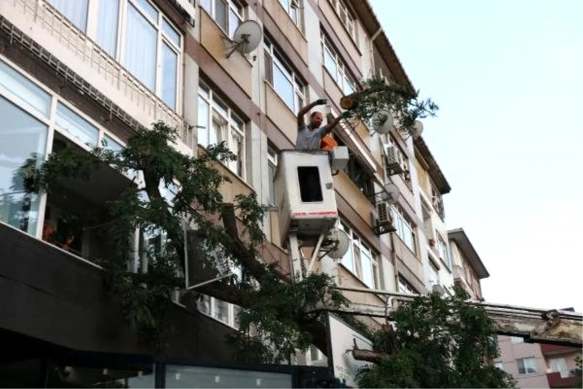 10 metrelik ağaç 2 lokantanın üzerine devrildi, bir dairenin camını kırdı