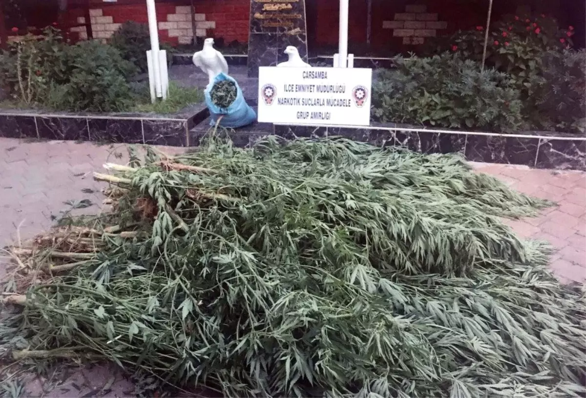 77 yaşındaki şahıs kenevir operasyonunda gözaltına alındı