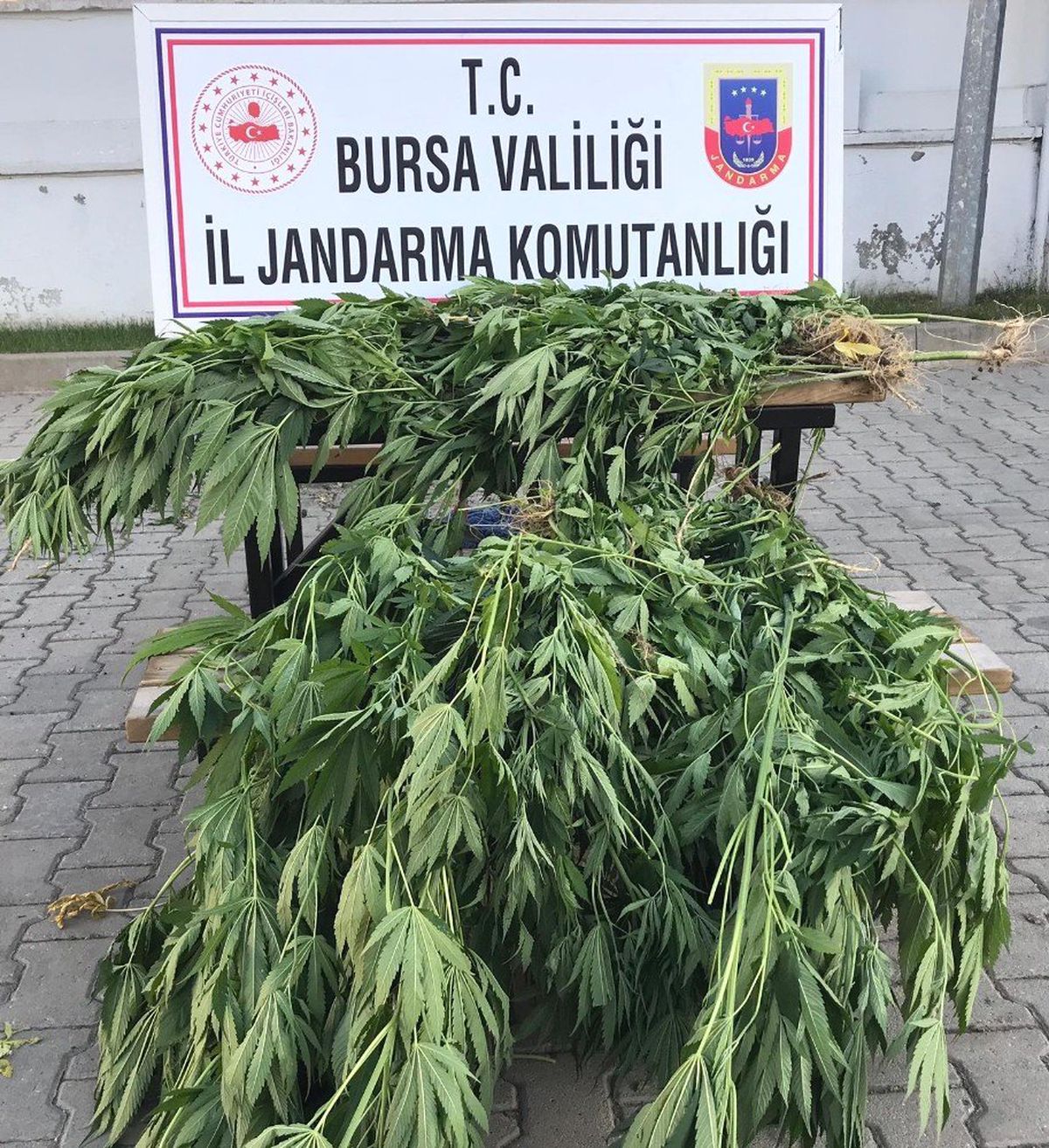 Bursa\'da 660 kök kenevir yakalandı