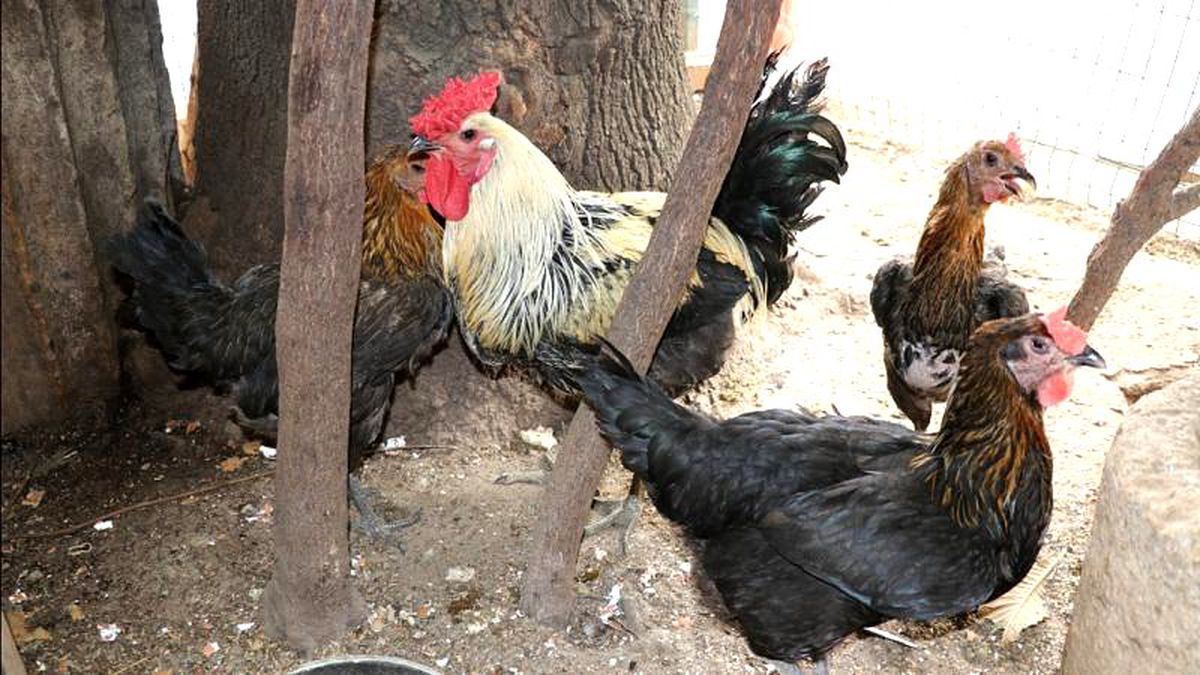 Fransa: Vakitsiz öten horoz komşuları mahkemelik etti