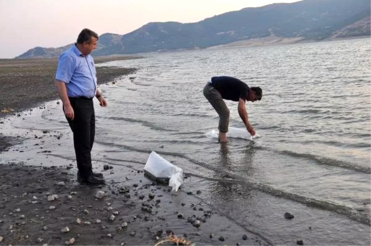 Gaziantep\'te, baraj ve göletlere 40 bin sazan yavrusu bırakıldı