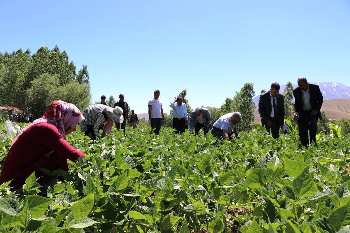 Gevaş fasulyesinin ilk hasadı yapıldı