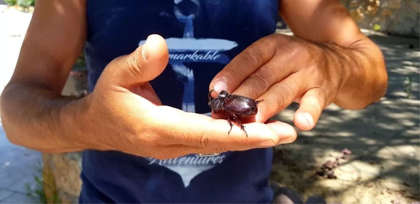 Karabük\'te gergedan böceği bulundu