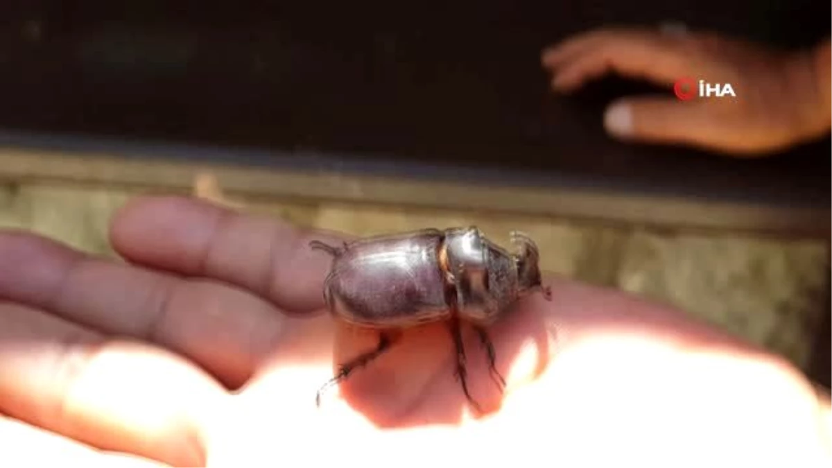 Karabük\'te Gergedan böceği bulundu