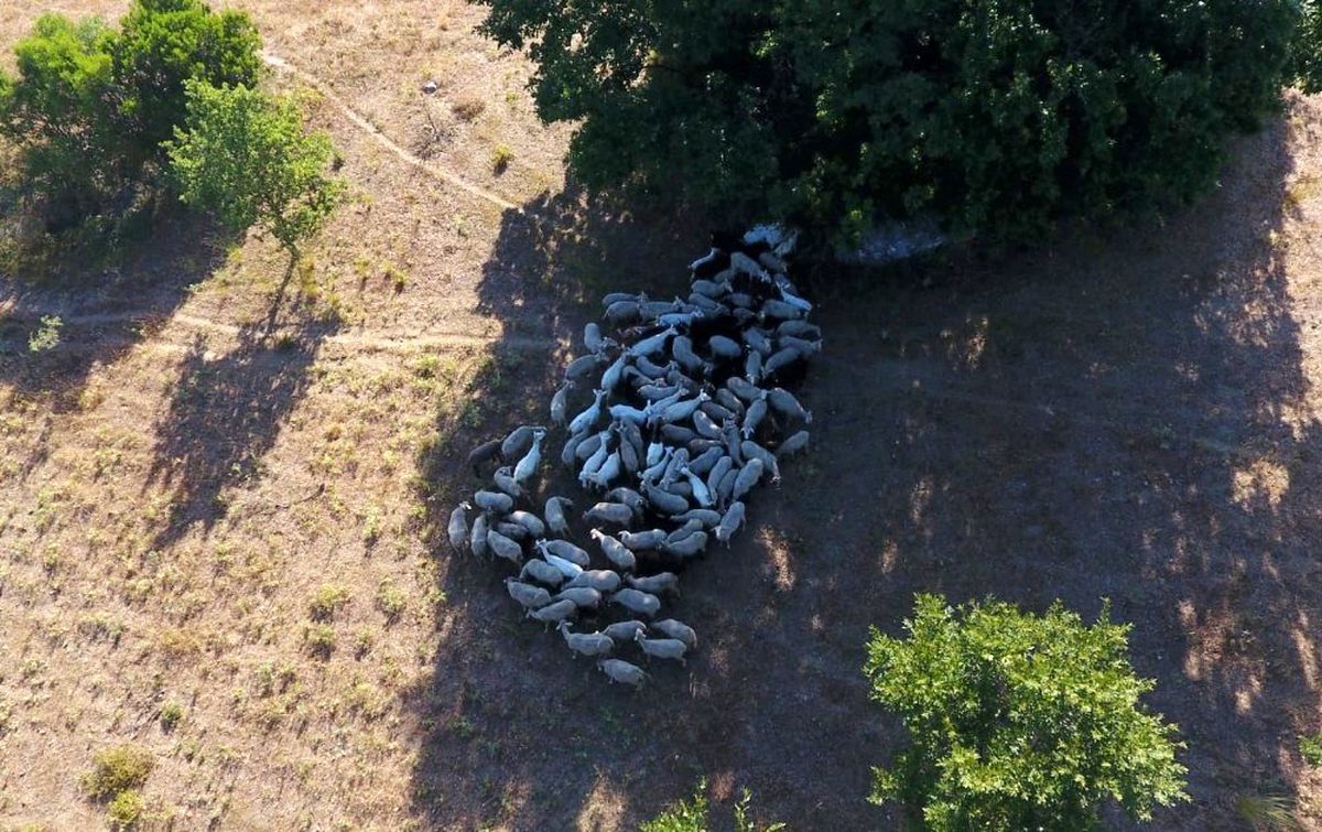 Kayıp hayvanlar drone\'la bulundu
