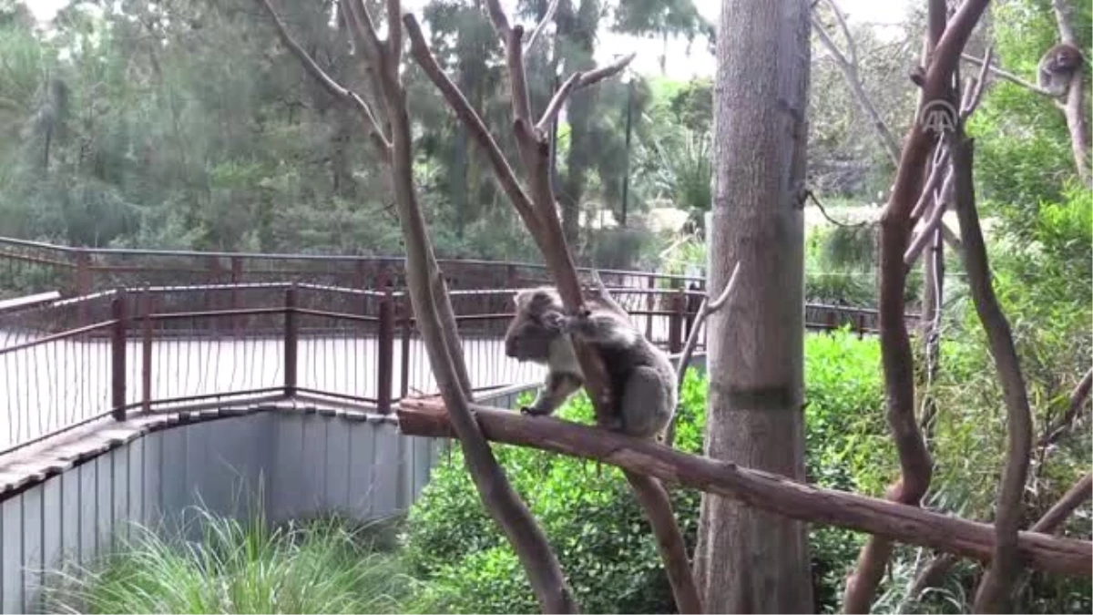 Koala neslini tükenmekten kurtaracak sağlıklı türler bulundu - MELBOURNE