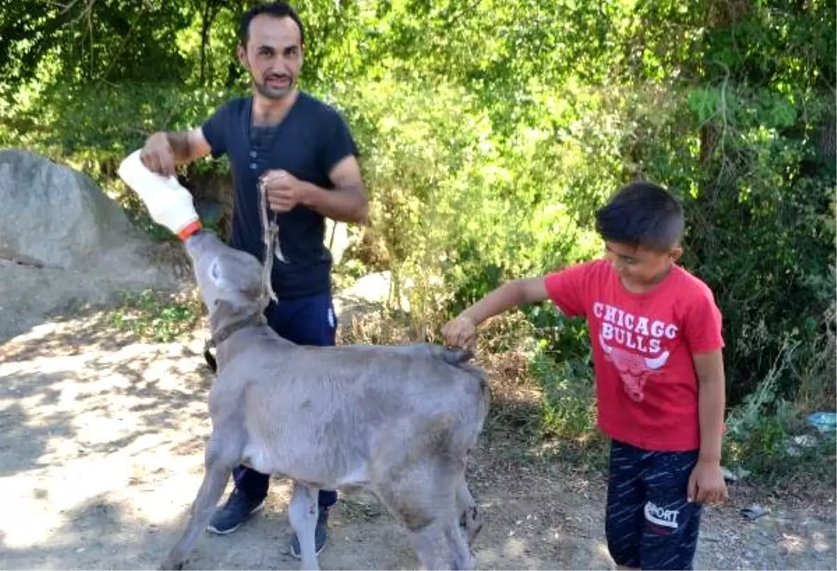 Kuyruksuz ve makatsız doğan buzağı, iki aylık oldu