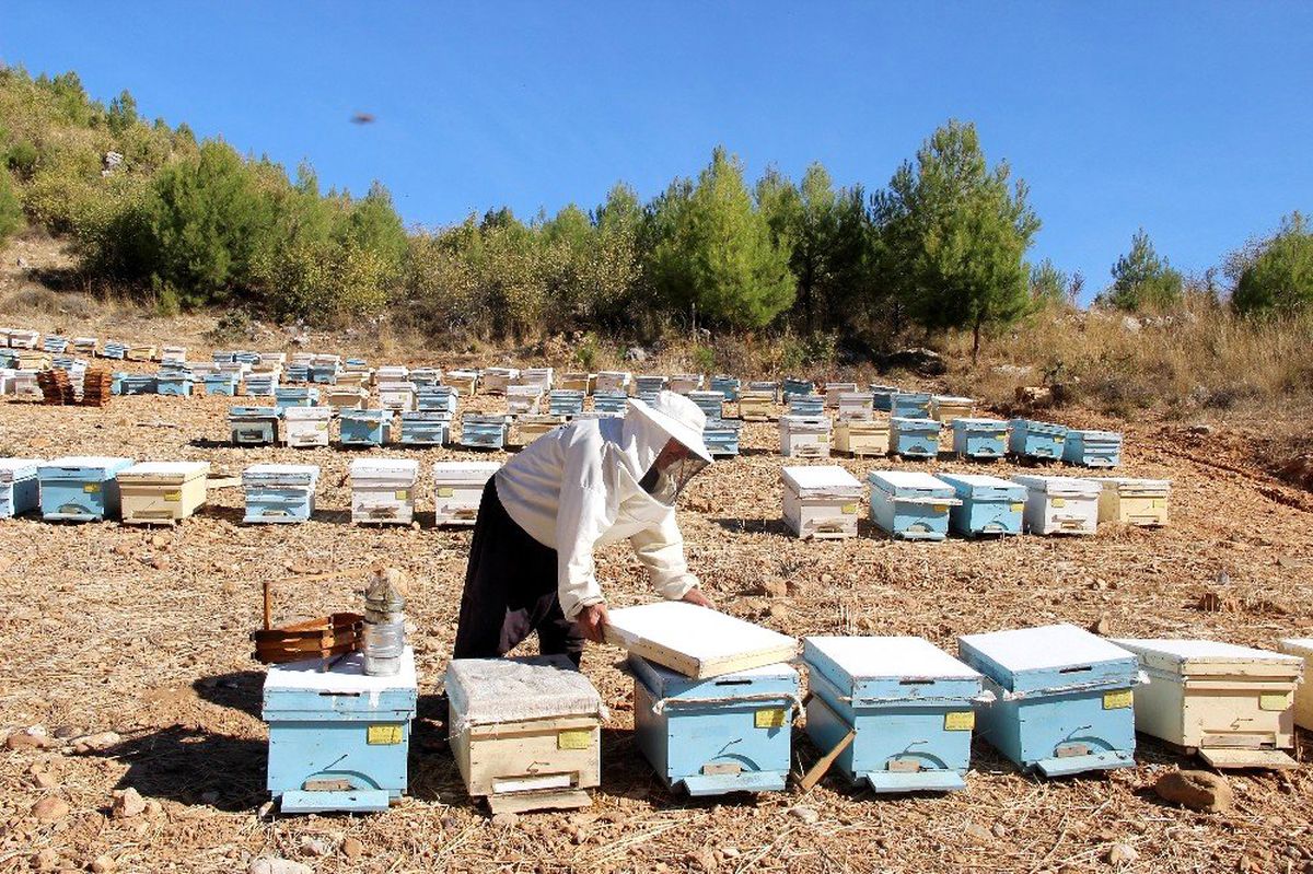 Muğla 3,5 milyon arı kovanını ağırlıyor