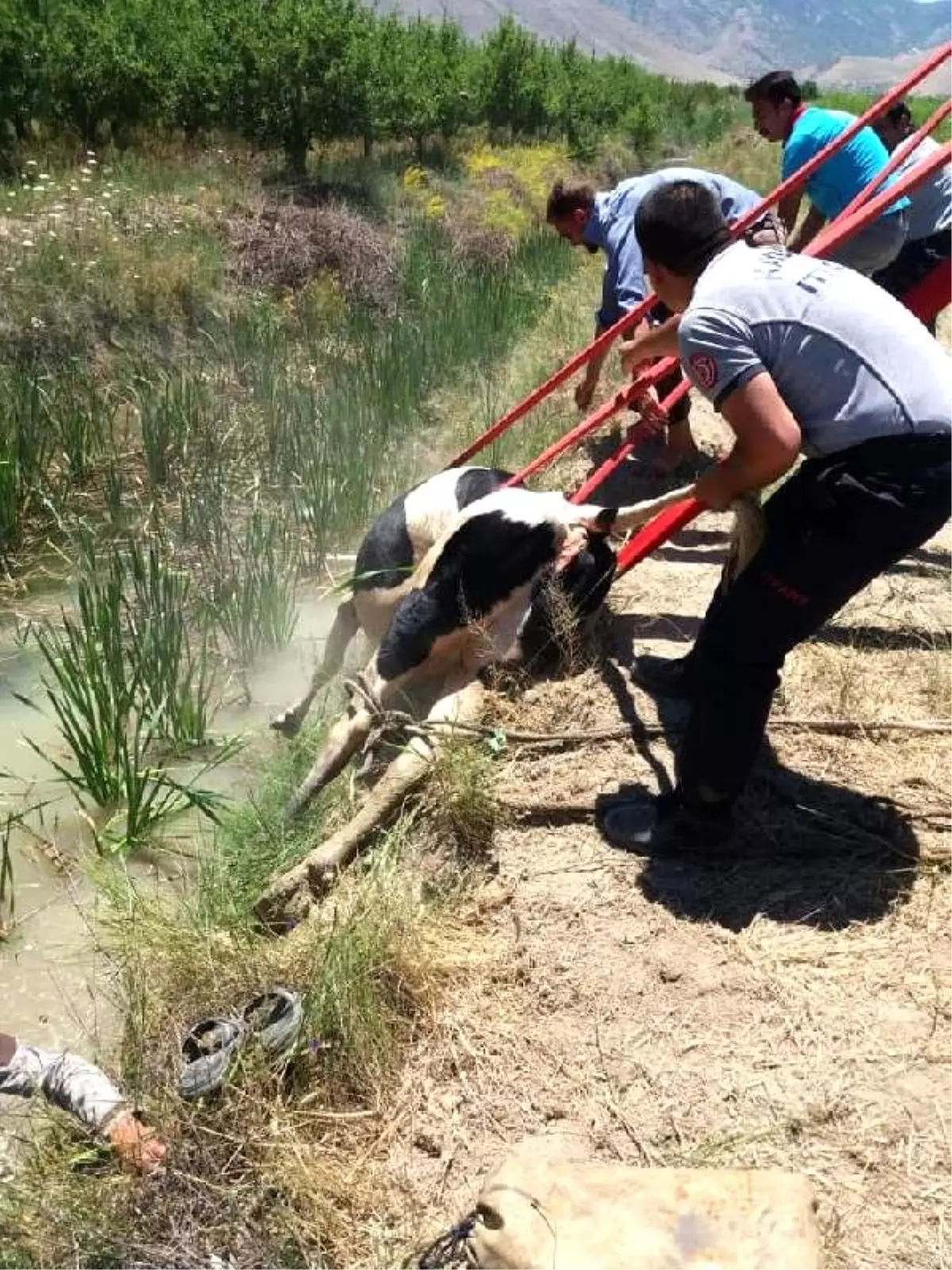 Su kanalına düşen ineği, itfaiyeciler kurtardı