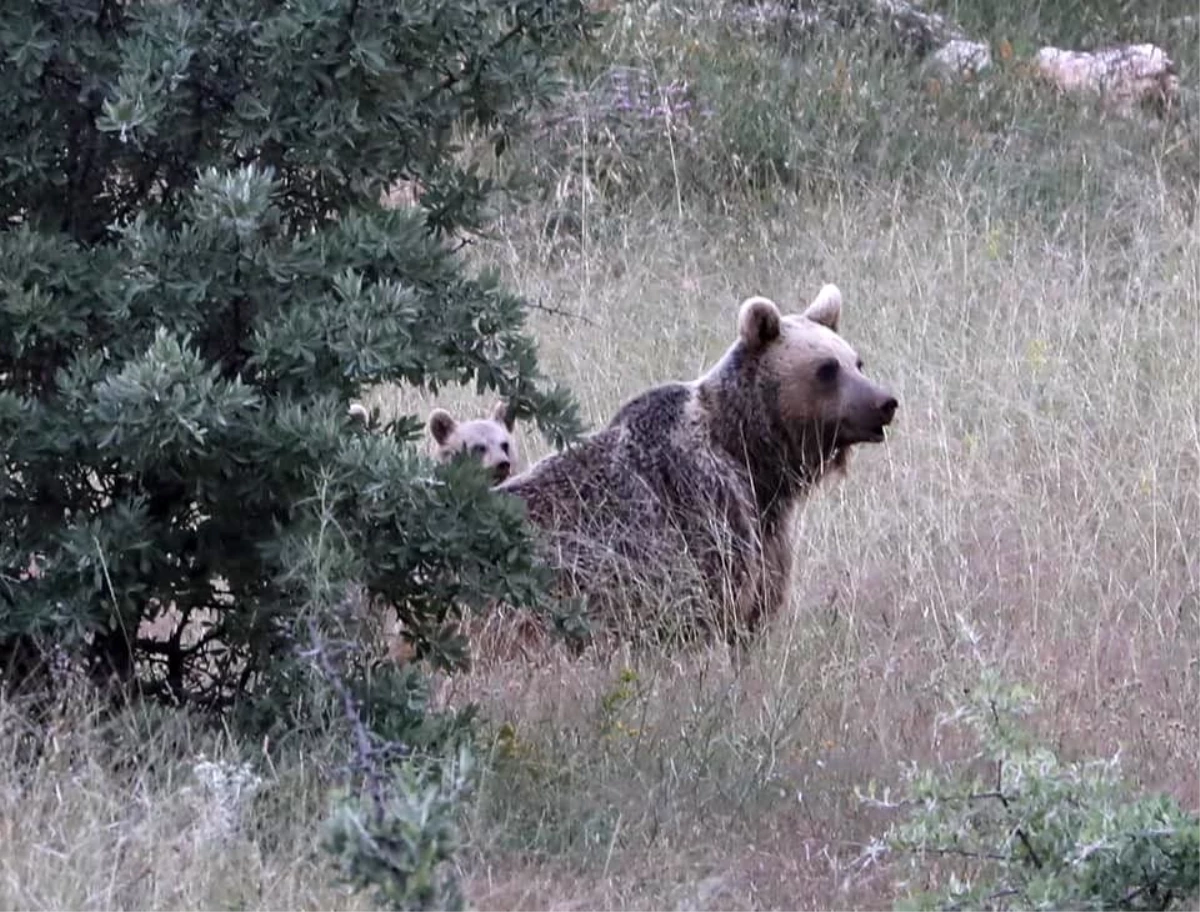 Anne boz ayı ve yavruları, yiyecek ararken görüntülendi