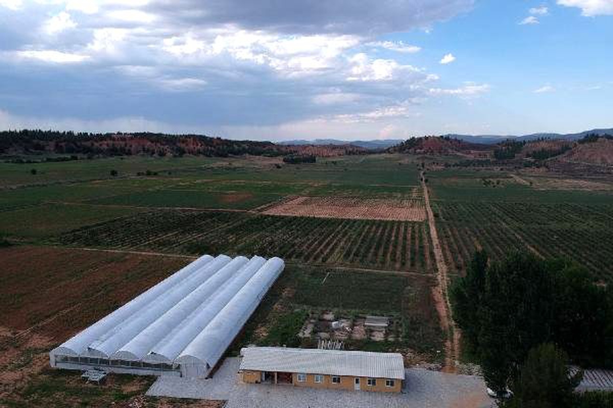 Ay çekirdeğinin kalitesini arttırmak için proje başlatıldı