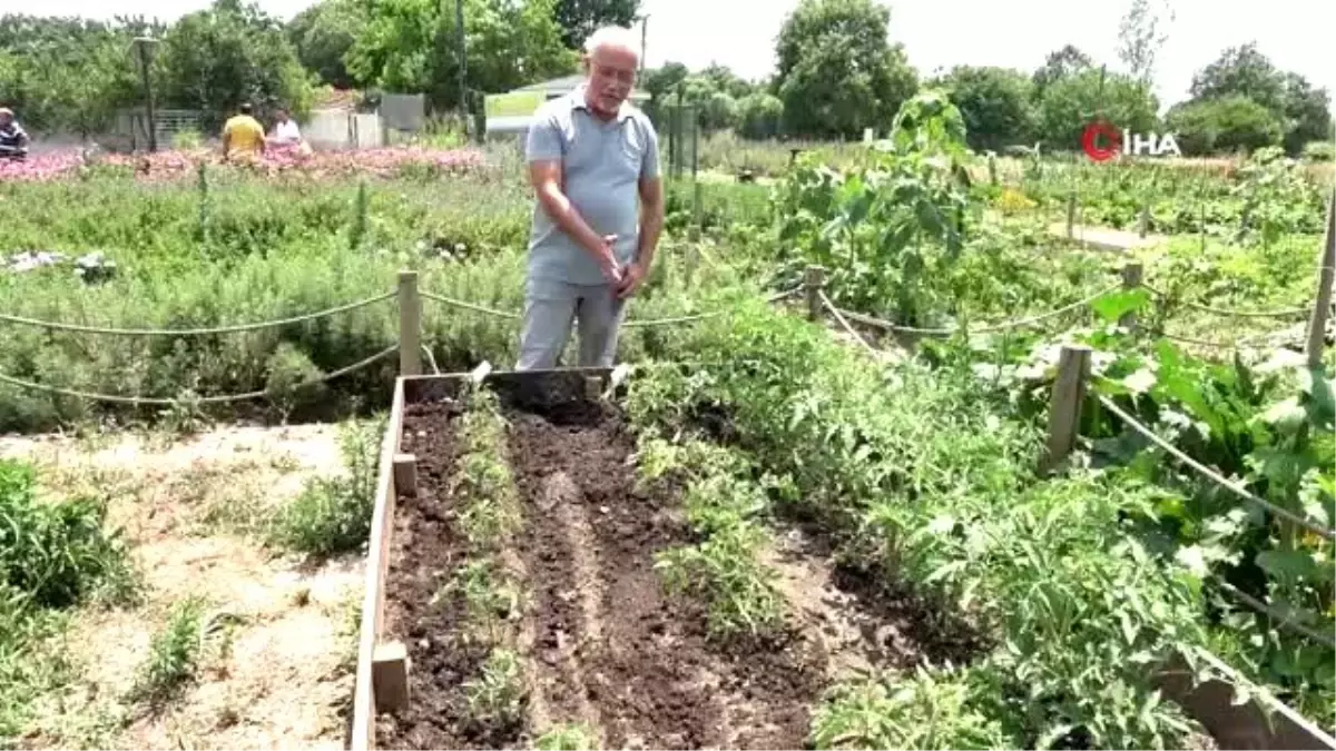 Birleşmiş Milletler gibi bostan bahçesi...Farklı ülkelerin kendine has bitkileri bu bahçede...