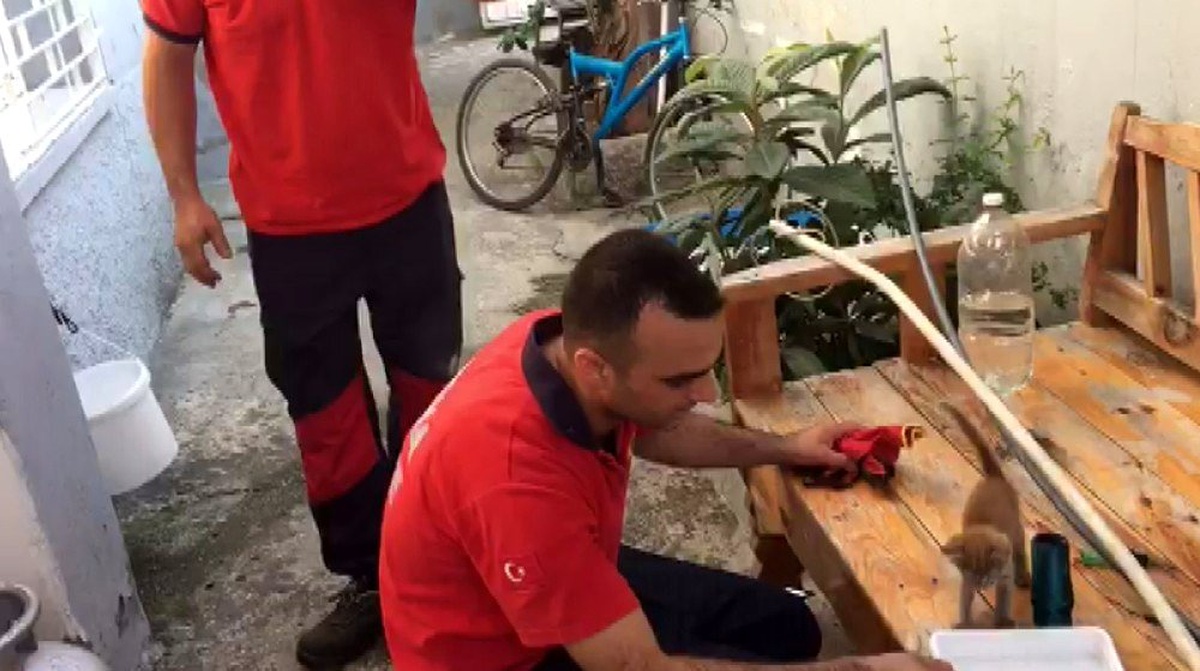 Çatıdan bacaya düşen yavru kedi kurtarıldı
