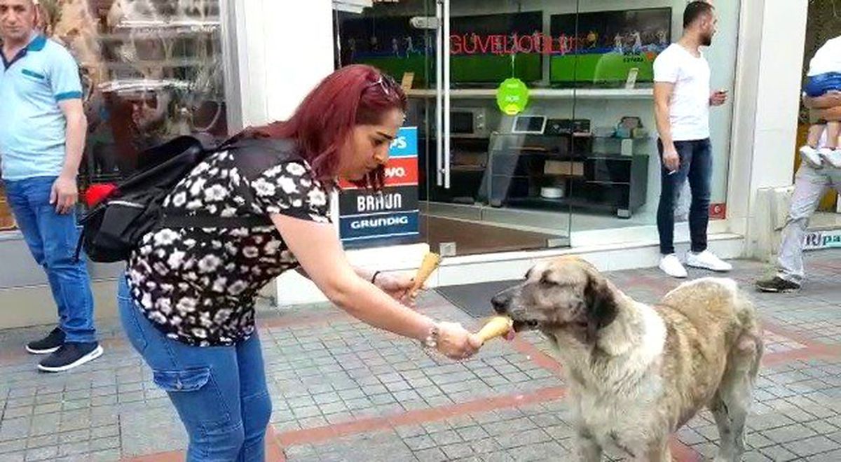 Köpeğin dondurma keyfi