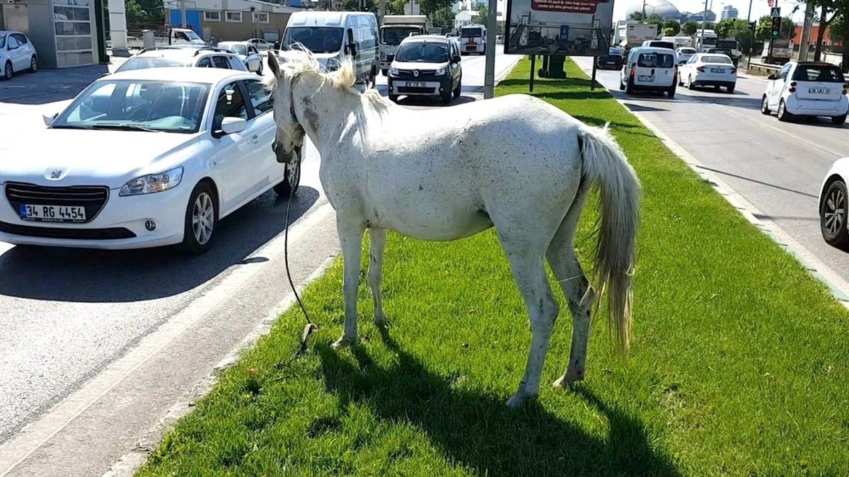 (Özel) Başı boş atlar tehlike saçıyor